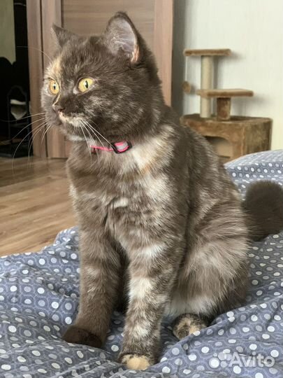 Кошка на вязку шотландская