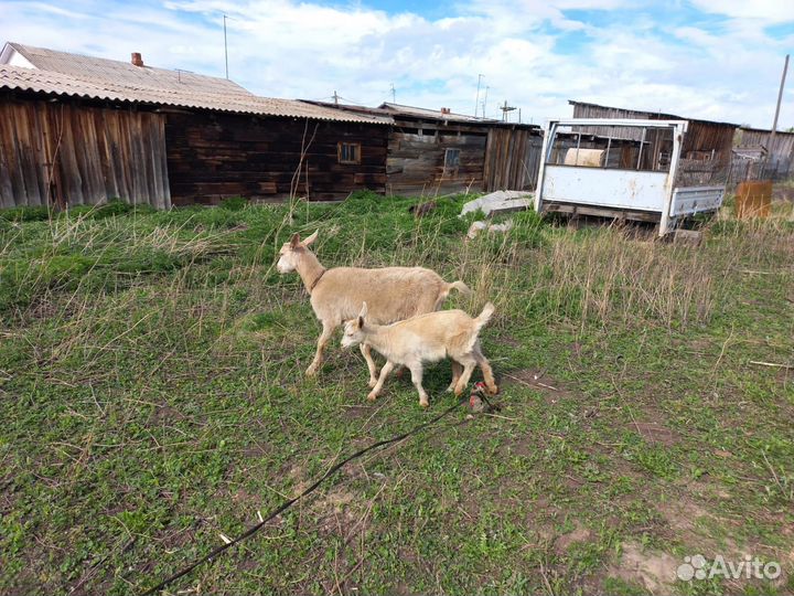 Продам козу с козлёнком