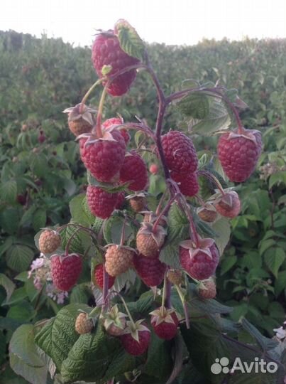 Малина Красная Гвардия, Нижегородец