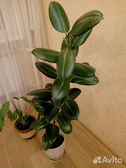 Фикус каучуконосный большой