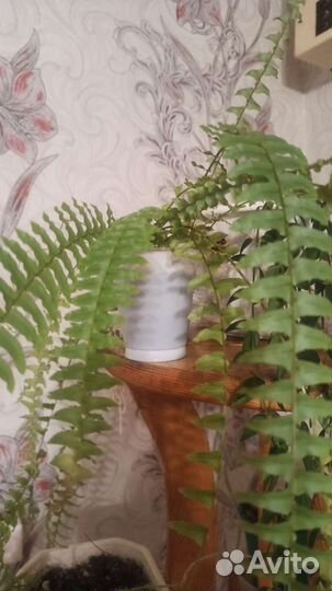 Папоротник