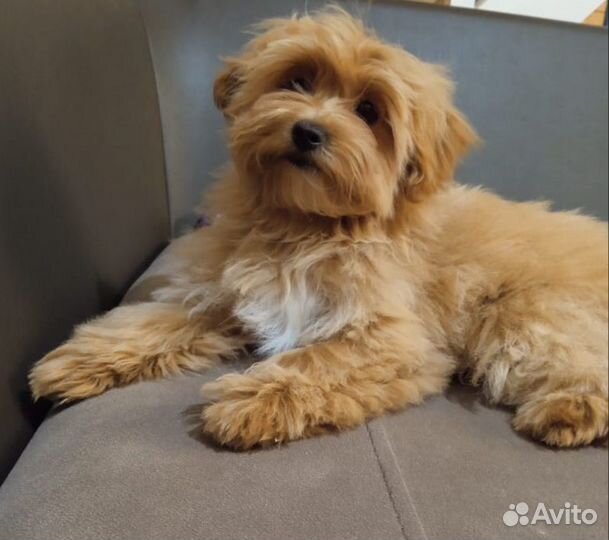 Мальтипу f1 mini