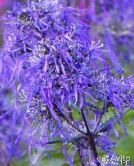 Флокс метельчатый саженцы 10 сортов Гений Квазимод