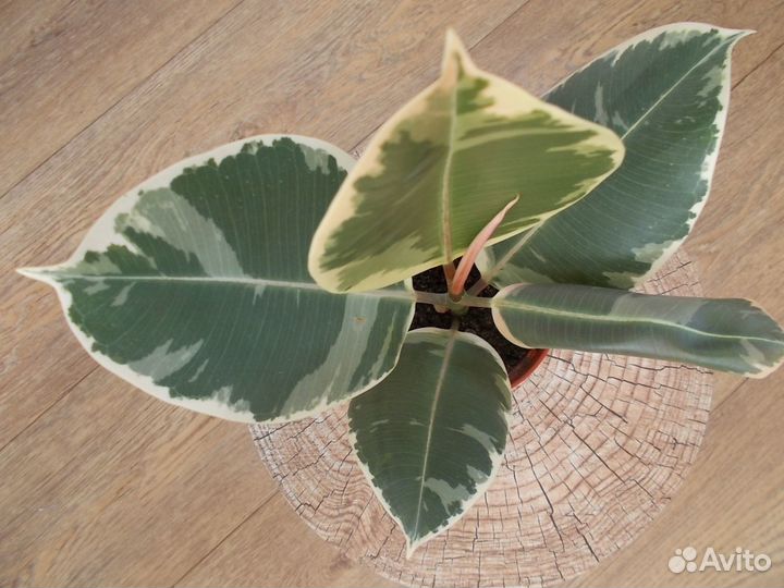 Фикус 