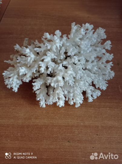 Морские кораллы и ракушки