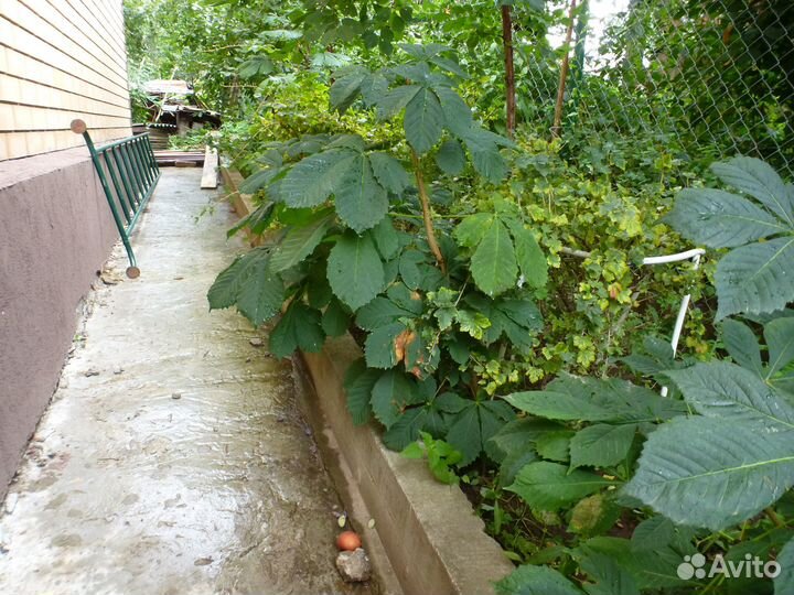 Каштан конский