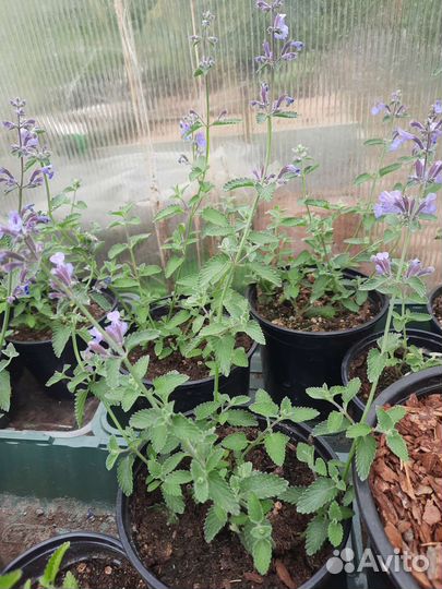 Котовник фассена