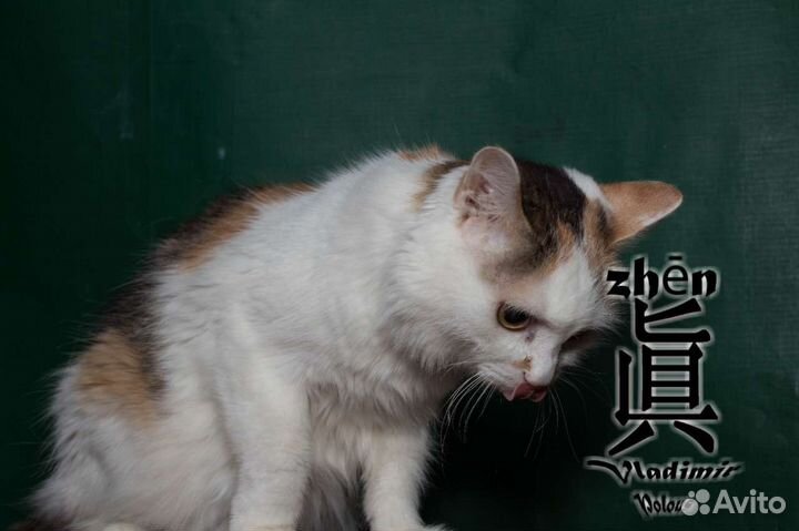 Кошечка в добрые руки