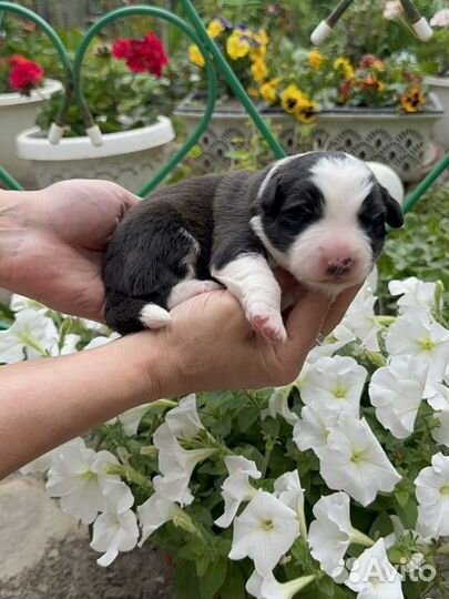 Бордер колли