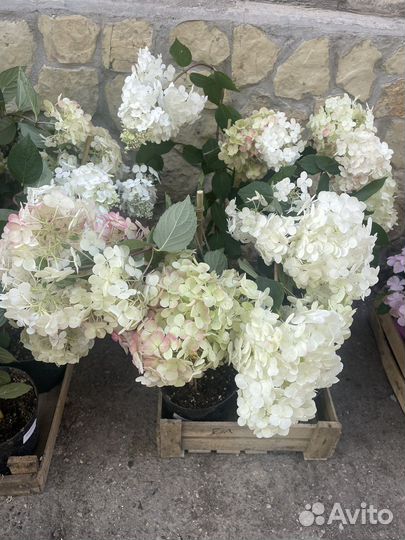 Гортэнзия Лидия Самарская