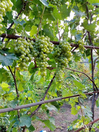 Саженцы винограда