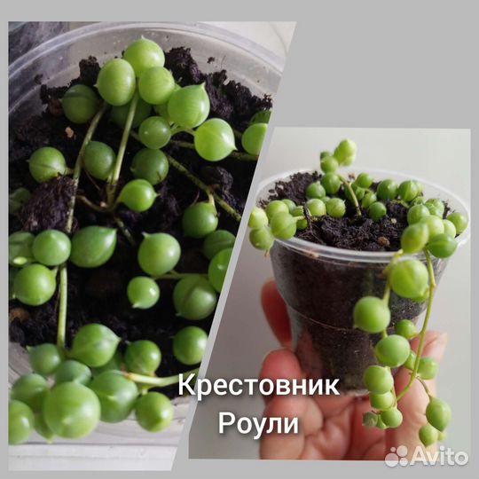 Суккуленты