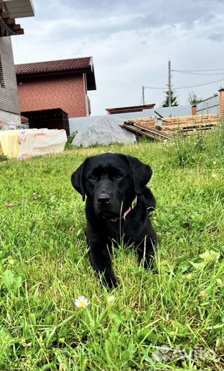 Услуги кинолога