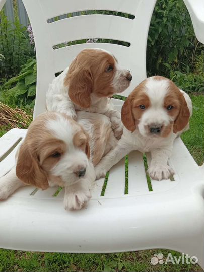 Русский спаниель