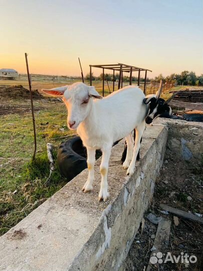 Дойные козы и козлята