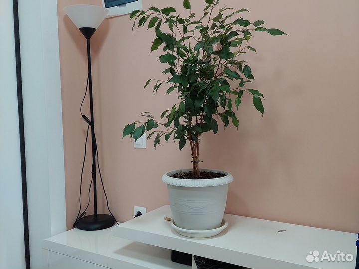 Фикус бенджамина