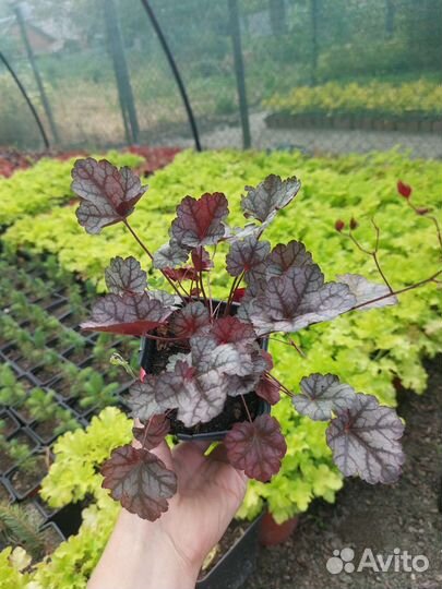 Гейхеры сортовые