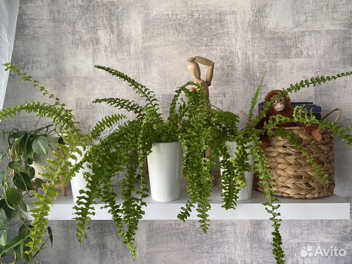 Папоротник нефролепис