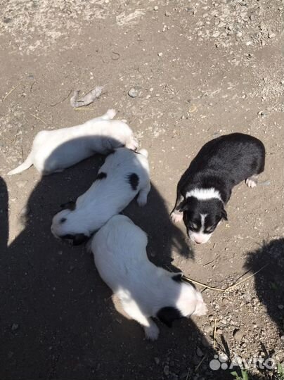 Щенки маленькой собаки