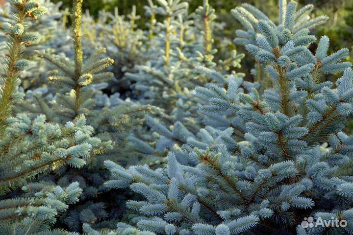 Саженцы ель голубая глаука и ели сибирская