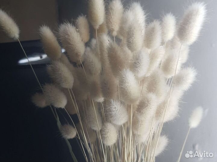 Сухоцветы лагурус