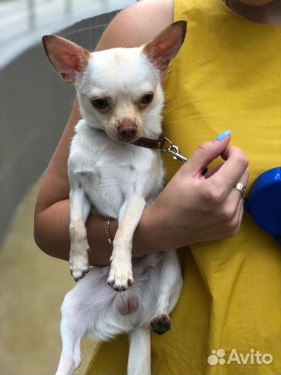 Вязка чихуа, мальчик