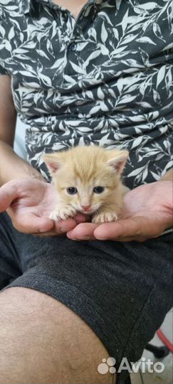 Кошки бесплатно