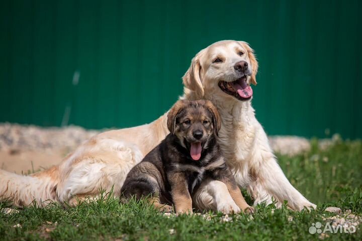 Метис ретривера