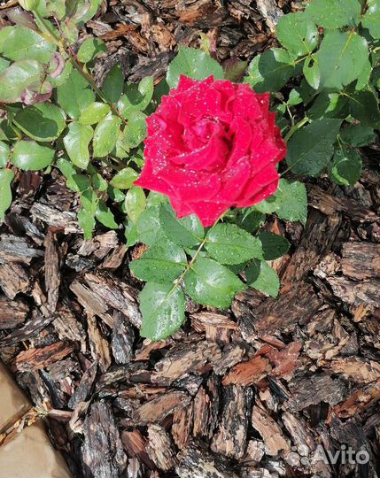 Кора лиственницы сибирской