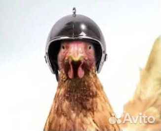 Куриный шлем - защита и стиль для вашей курочки