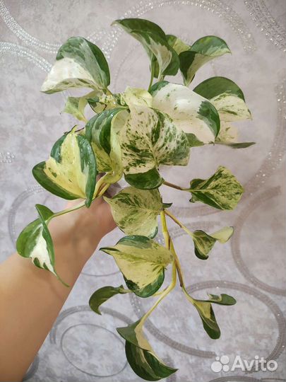 Эпипремнум тайский клон