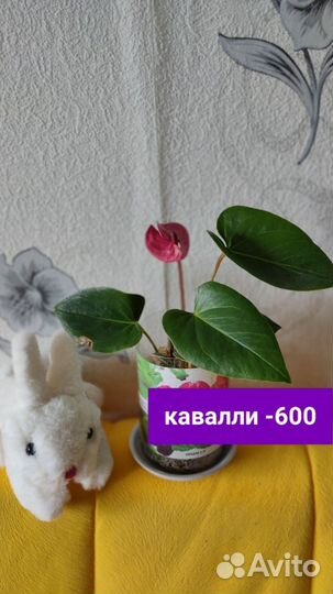 Антуриум, спатифиллум, Замиокулькас