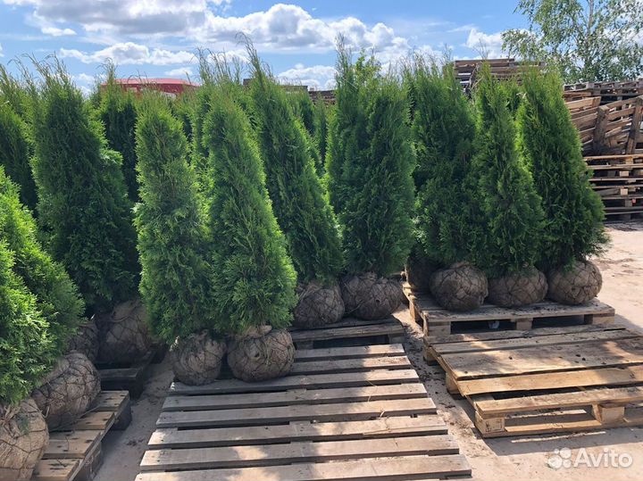 Туя смарагд оптом