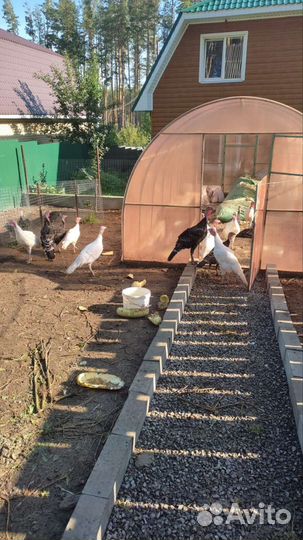 Индюки домашние