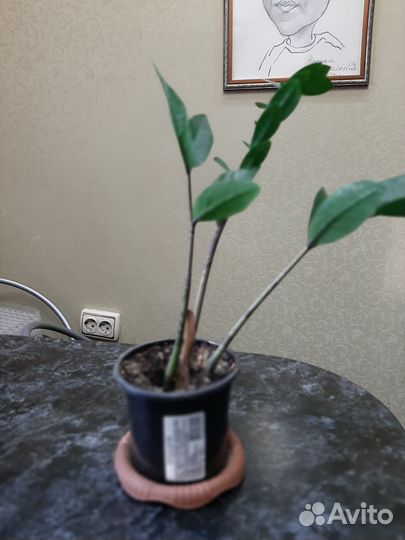 Замиокулькас