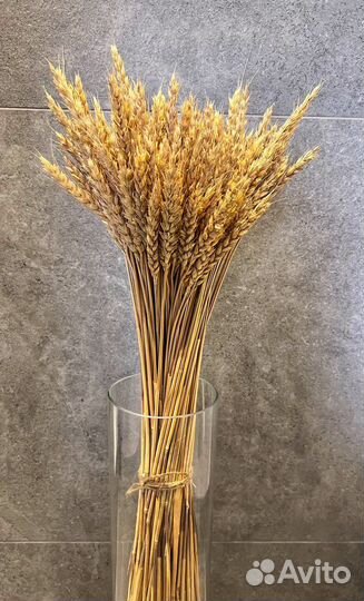 Колосья пшеницы