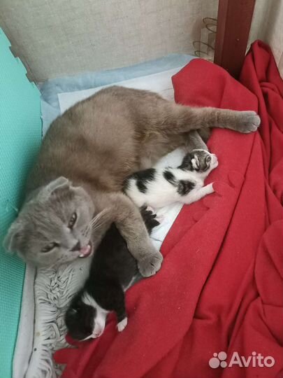 Кошка Венера