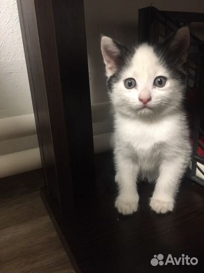 Шотландские котята в добрые руки бесплатно