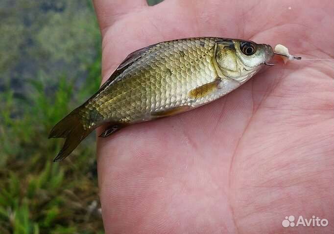 Карась живой