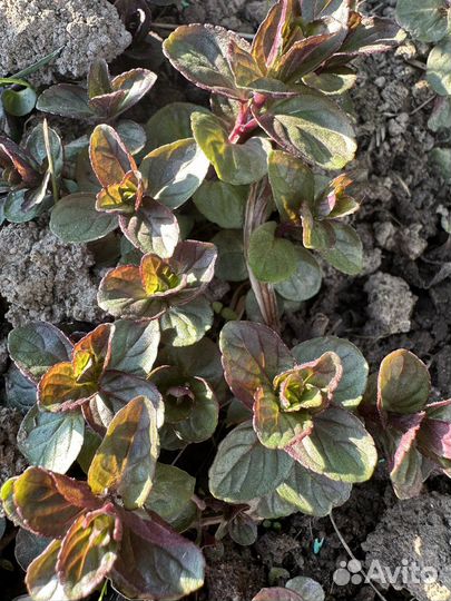 Мята Шоколадница