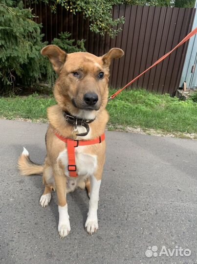 Собака в добрые руки