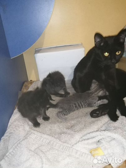 Британские котята