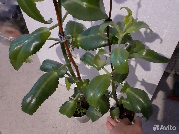 Каланхоэ лечебный 1-3 летние растения