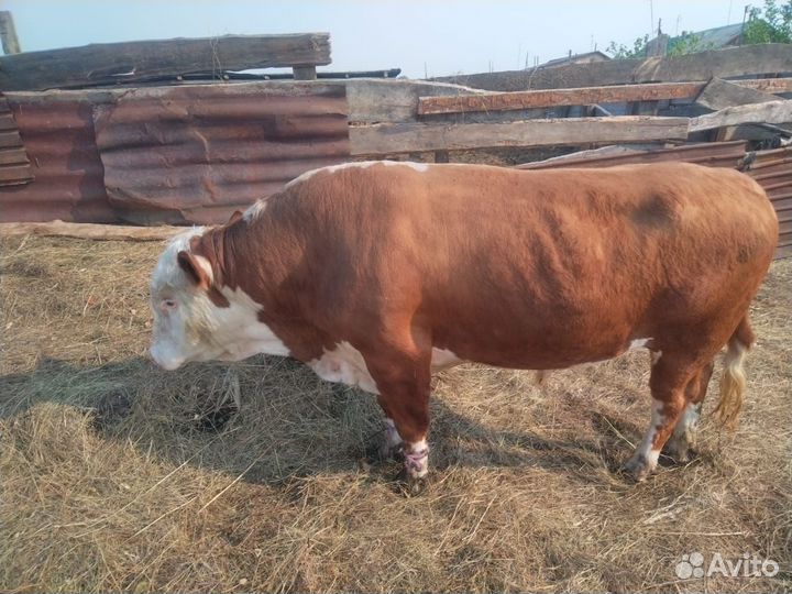 Продам быка,корову,и первотелок