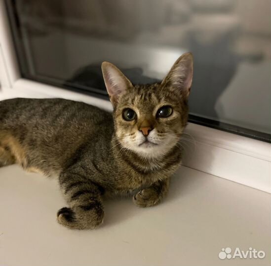 Домашние животные