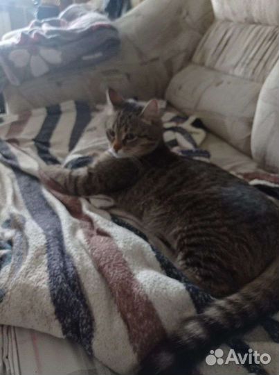 Кошка