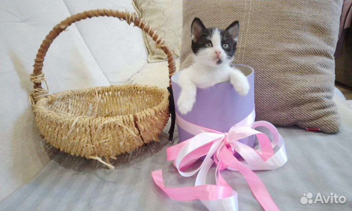 Беляш котёнок девочка