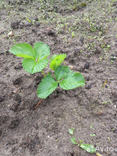 Рассада клубники