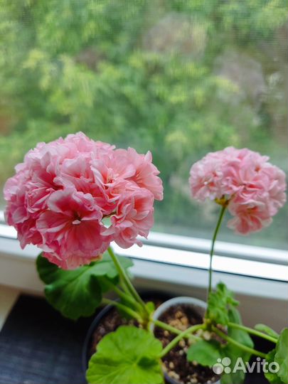 Комнатные растения