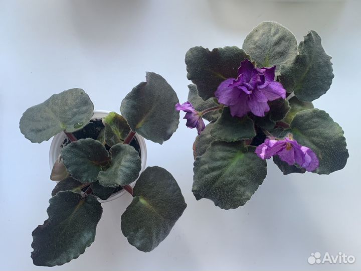 Детки сортовых фиалок